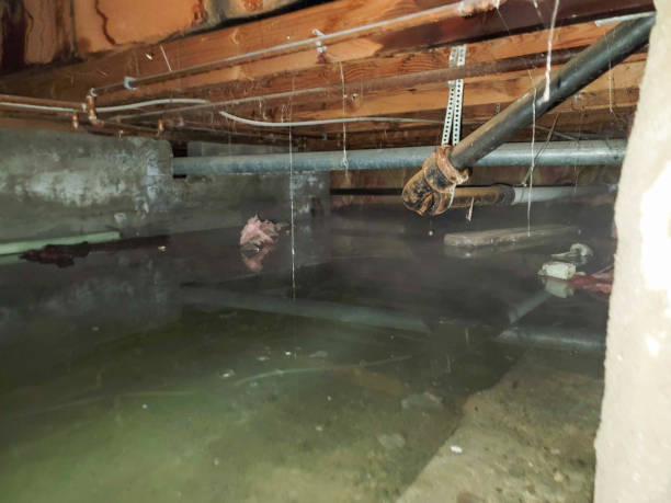 Best Carpet water damage restoration  in Northridge, OH
